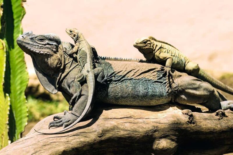 Punta Cana: Anamaya Mountains Walking Tour with Tasting - Good To Know