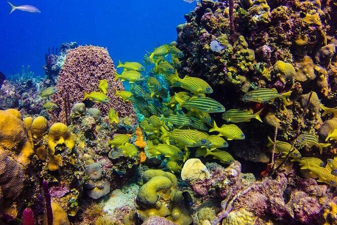 Punta Cana: Catalina Island Diving And Snorkeling - Introduction to the Tour Experience
