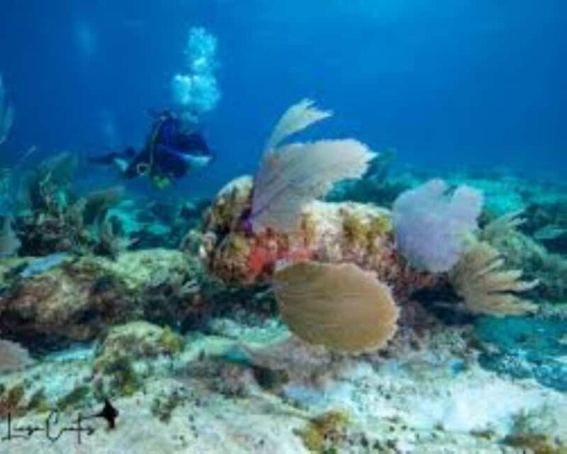 Punta Cana: Catalina Island Scuba Diving Day Trip - Final Thoughts