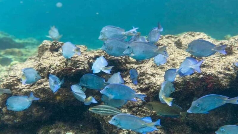 Punta Cana: Catalina Island Snorkeling Tour with Lunch - Good To Know