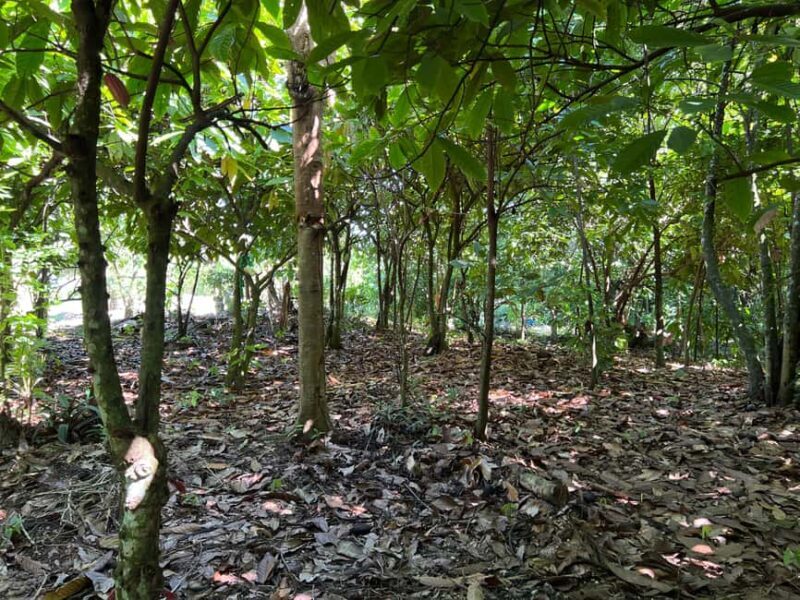 Punta Cana: Coffee Plantation, Chocolate, and Sugar Cane - The Practical Side — Transportation, Duration, and Group Size