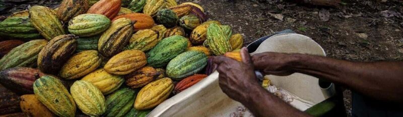 Punta Cana: Cultural Tour with Coffee Tasting, Cocoa & Lunch - Analyzing the Value