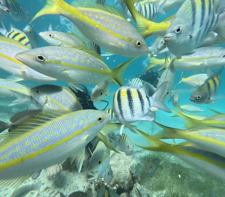 Punta Cana: Discover Scuba Diving Experience for Beginners - Good To Know