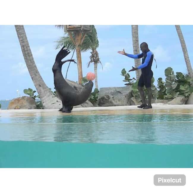 Punta Cana: Dolphin Explorer Park Entry, Swim, or Encounter - Pricing and Perceived Value