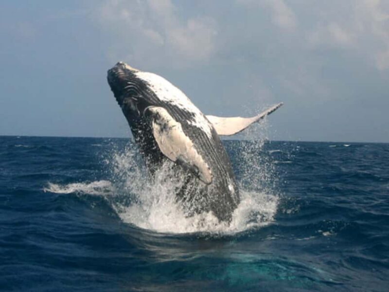 Punta Cana: Excursión a Samaná, Cayo Levantado y El Limón - Good To Know