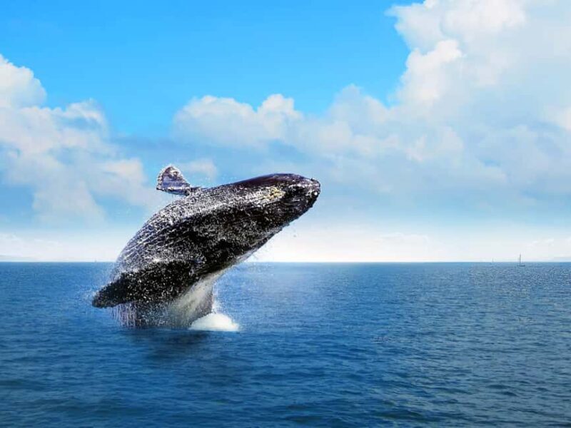 Punta Cana: Excursión a Samaná, Cayo Levantado y El Limón - Who Will Love This Tour?