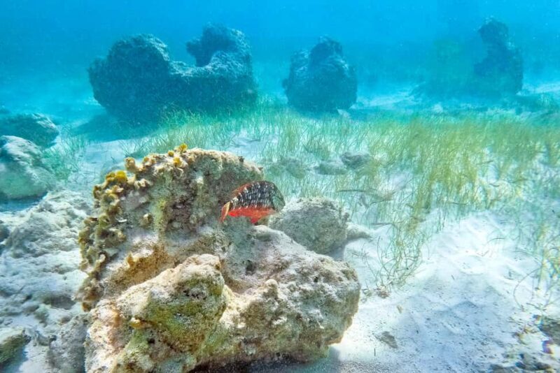 Punta Cana: Full Day Boat Trip to Catalina Island with Lunch - Good To Know