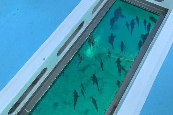 Punta Cana Glass Bottom Catamaran With Slide Private Tour - Overall Traveler Rating and Reviews