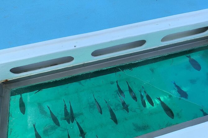 Punta Cana Glass Bottom Catamaran With Slide Private Tour - Additional Information and Support