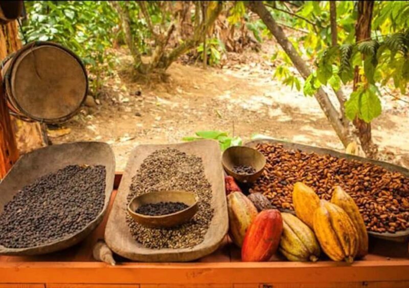 Punta Cana: Half-Day Buggy Tour with PickUp & Macao Beach - FAQ