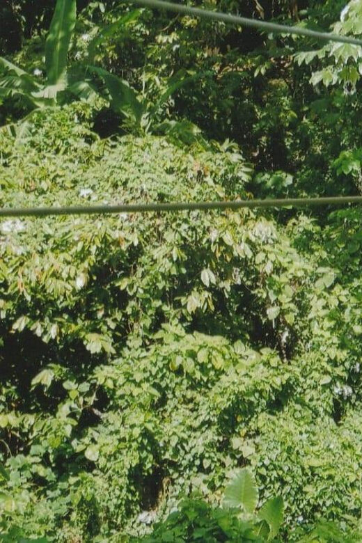 Punta Cana Half Day Tour Zip Line - FAQ