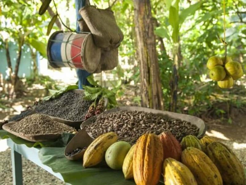 Punta Cana: Higuey Tour Excursion Cultural - Starting at the Basilica of Higuey