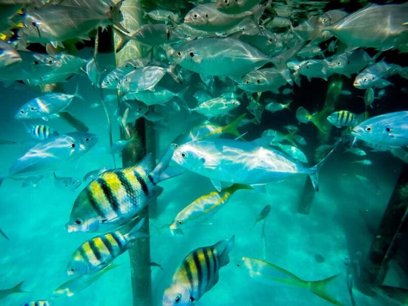 Punta Cana: Marinarium Snorkeling Cruise - The Tour Experience: What to Expect from Start to Finish