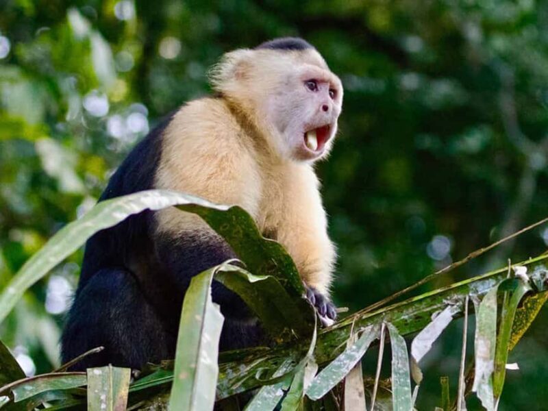 Punta Cana: Monkey Adventure by Jhoraji With Hotel Pick-Up - Good To Know