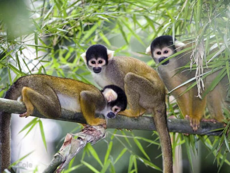 Punta Cana: Monkey Adventure by Jhoraji With Hotel Pick-Up - Who Will Love This Tour?