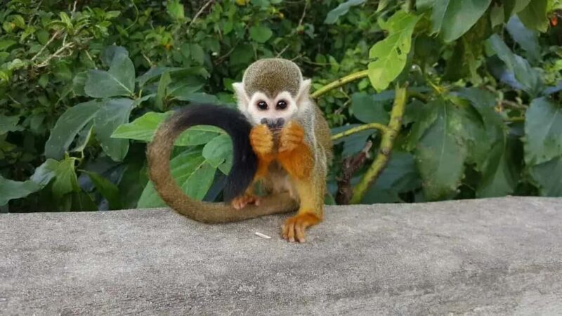 Punta Cana: Monkey Land Tour with Hotel Pickup - Who Will Love This Tour?