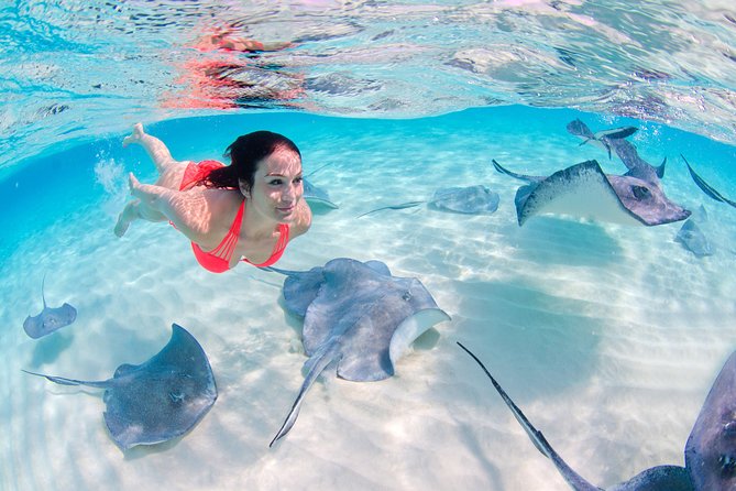 Punta Cana Parasailing Adventure, Shark and Stingray Encounter - Experiences and Recommendations