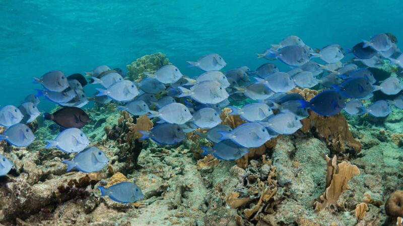 Punta Cana: Private Catalina Island Snorkeling Trip with - Final Thoughts: Is This Trip Worth It?