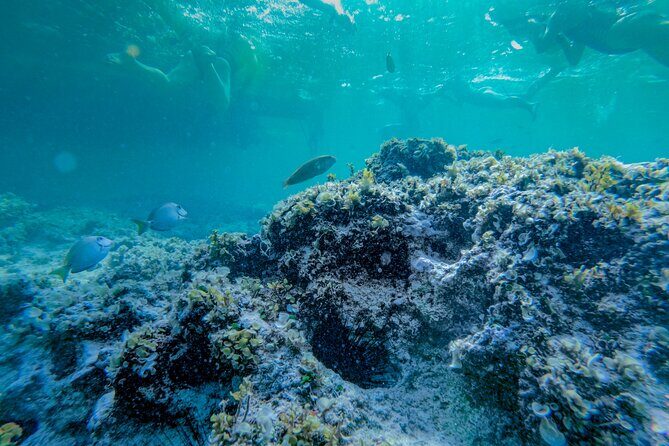 Punta Cana Private Catamaran with Snorkeling & Natural Pool - Final Words