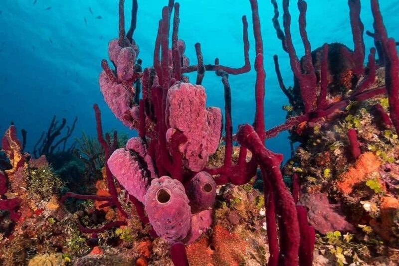 Punta Cana: Private Guided Power Dive Adventure with Music - Good To Know