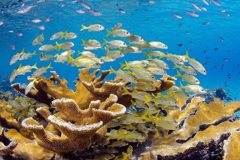 Punta Cana: Private Guided Power Dive Adventure with Music - FAQ