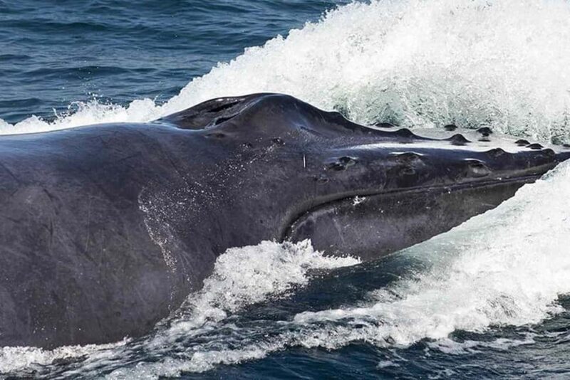 Punta Cana: Private Samaná Whale Watching Day Trip - A Deep Dive into the Tour Experience