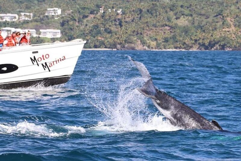 Punta Cana: Private Samaná Whale Watching Day Trip - Frequently Asked Questions