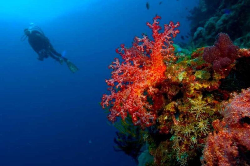 Punta Cana: Reef Diving Adventure Explore Underwater Wonders - Considerations and Final Thoughts