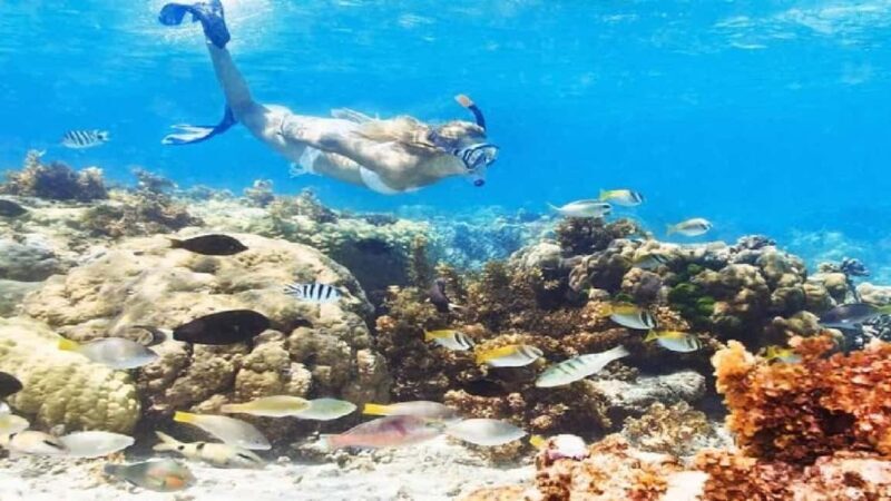 Punta Cana: Reef Explorer Snorkeling and Massage Tour - Exploring the Marine Park: A Vibrant Underwater World