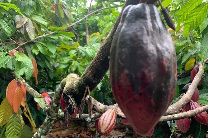 Punta Cana Safari Tour - Transportation and Overall Experience