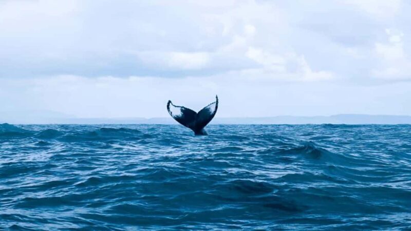 Punta Cana: Samaná Bay Whale Watching & Cayo Levantado - Good To Know