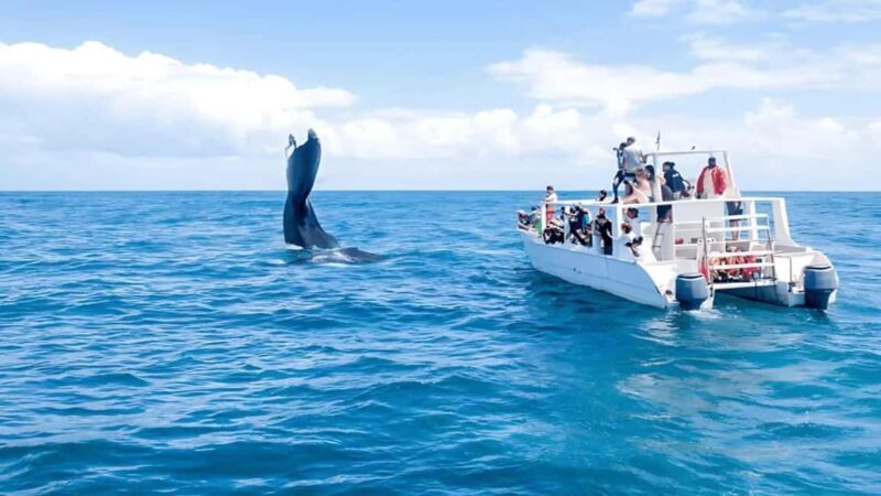 Punta Cana: Samaná Bay Whale Watching & Cayo Levantado - Who Should Book This Tour?