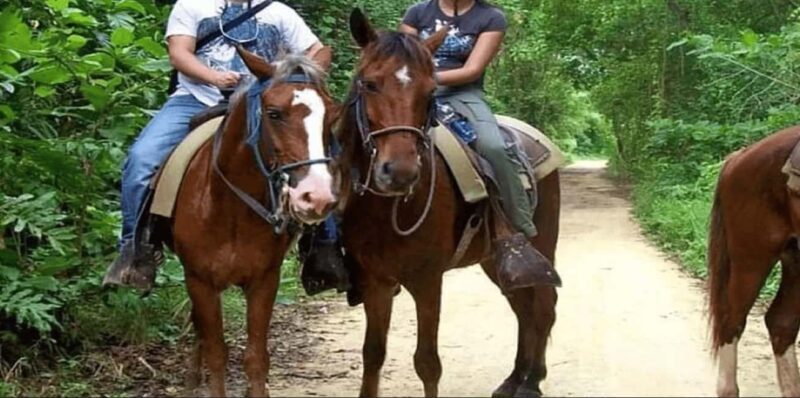 Punta Cana: Samaná Day Trip with El Limón Waterfall - Filling the Day with Samaná’s Best