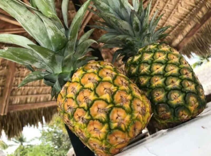 Punta Cana: Saona Island Day Trip with Lobster Lunch - What to Expect in Terms of Logistics and Value