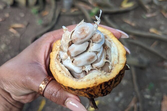 Punta cana scenic tour with lunch horses and cenote - Who Will Love This Tour?