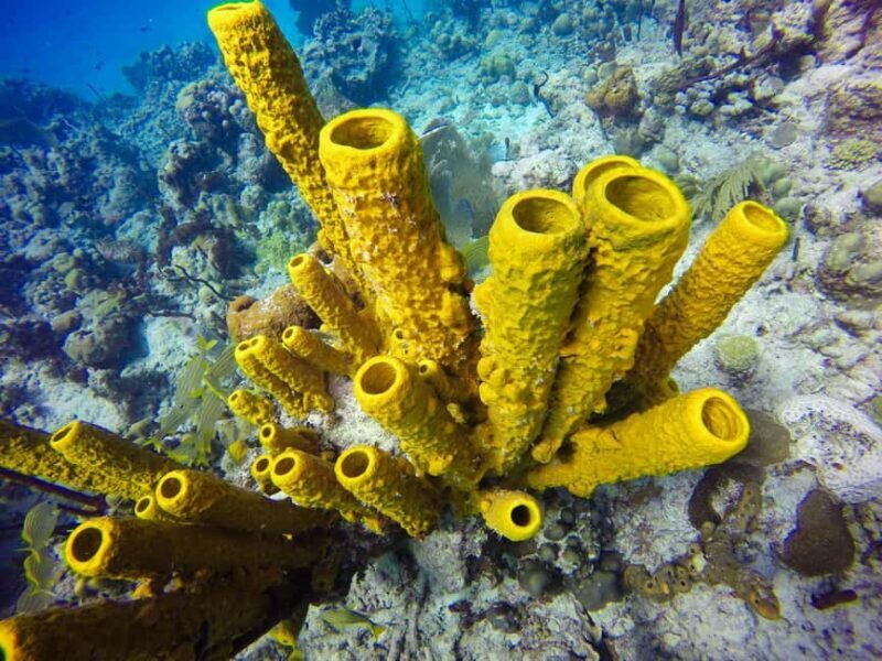 Punta Cana: Scuba Diving Adventure to Catalina Island - Authentic Experiences and Honest Insights from Reviewers