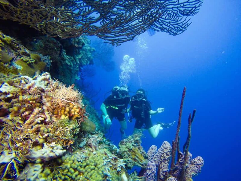 Punta Cana: Scuba Diving Adventure to Catalina Island - Is It Worth It?