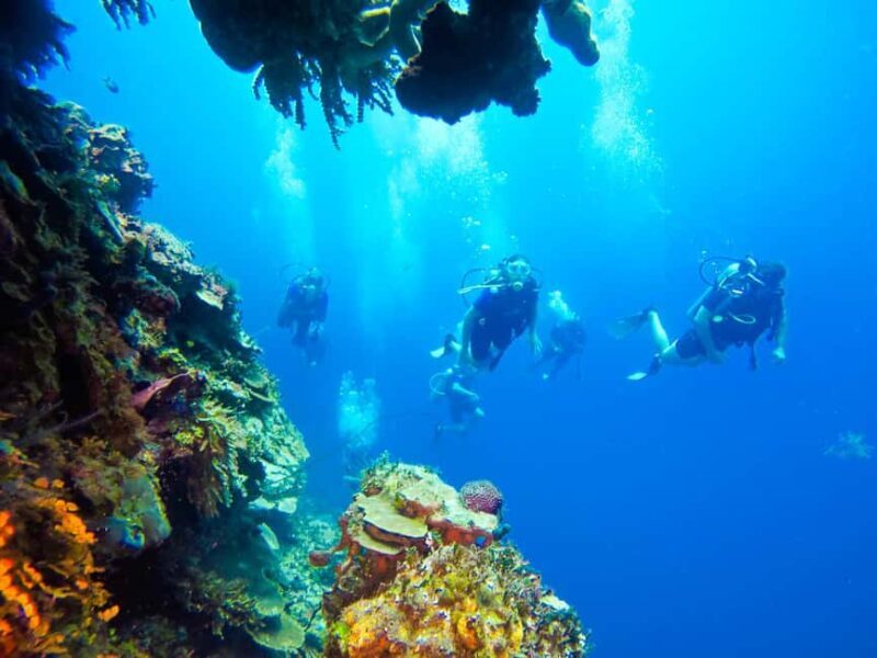 Punta Cana: Scuba Diving Adventure to Catalina Island - The Sum Up