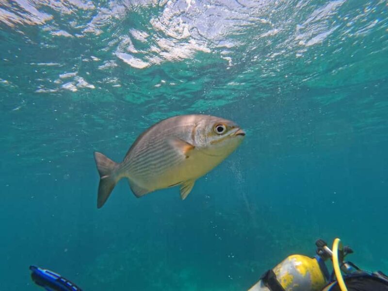 Punta Cana: Scuba Doo Adventure with Round-Trip Transfer - Good To Know