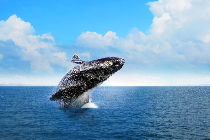 Punta Cana Small-Group Full-Day Whale-Watching Tour (Feb ) - Tour Highlights
