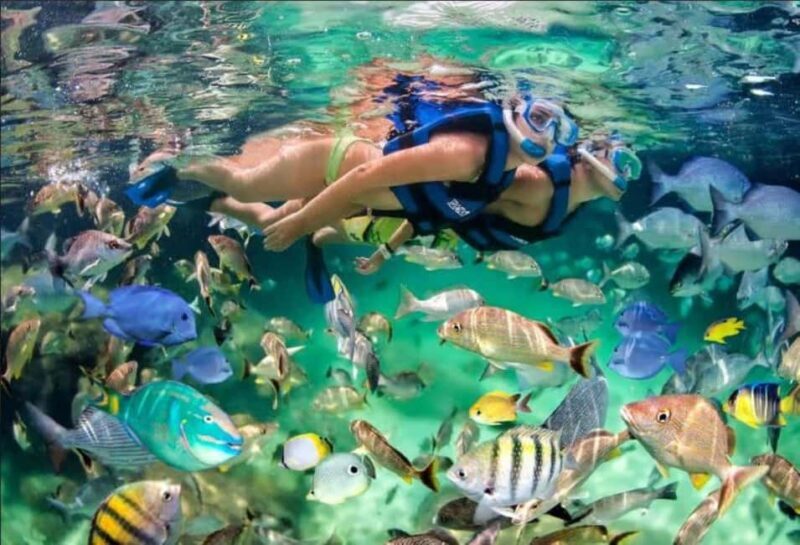 Punta Cana: Speedboat Ride, Snorkeling, & Dolphin Watching - The Experience in Detail