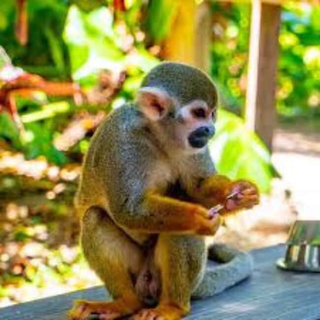 Punta Cana: Tour Aventura con Monos con Recogida en el Hotel - The Itinerary in Detail