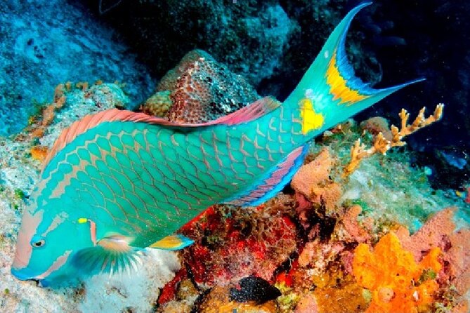 Punta Cana Village - Round Trip Shuttle - Punta Cana Airport - Booking Process Details