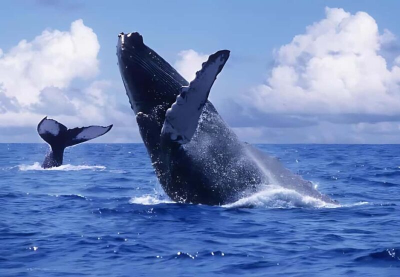 Punta Cana: Whale Watching and Bacardi Island Day Trip - Good To Know