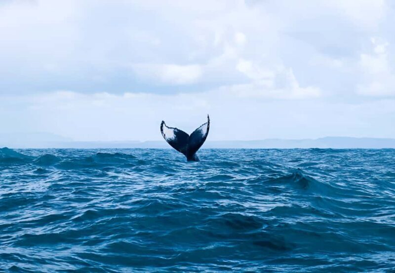 Punta Cana: Whale Watching and Bacardi Island Day Trip - An In-Depth Look at the Experience