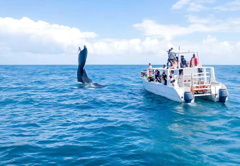 Punta Cana: Whale Watching and Bacardi Island Day Trip - Authentic Insights from Reviewers