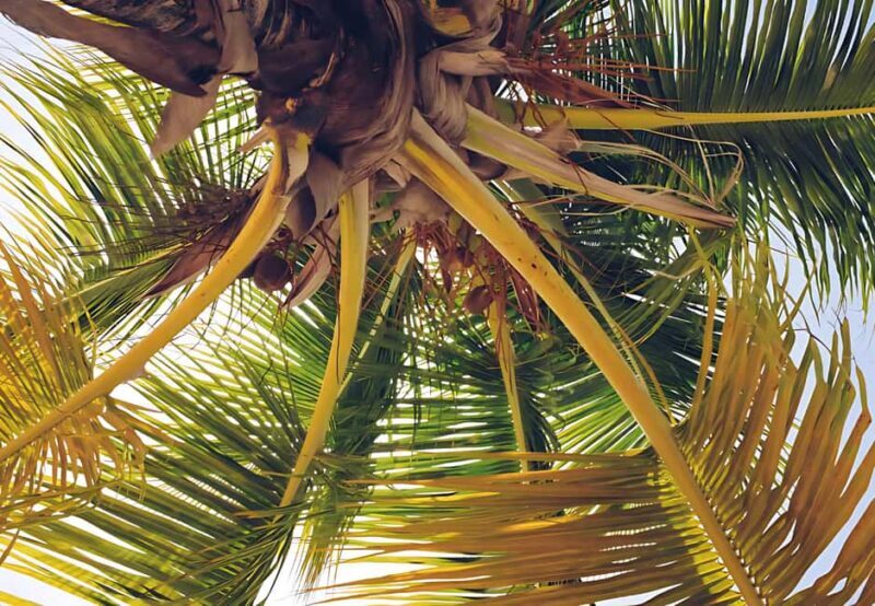 Punta Cana: Whale Watching and Bacardi Island Day Trip - Who This Tour Is Perfect For