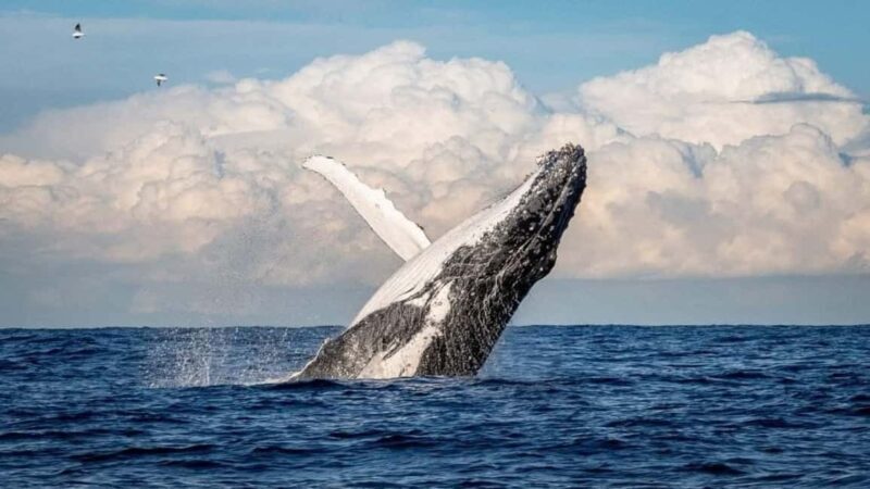 Punta Cana: Whale Watching, Cayo Levantado & Waterfall - Who Will Love This Tour?