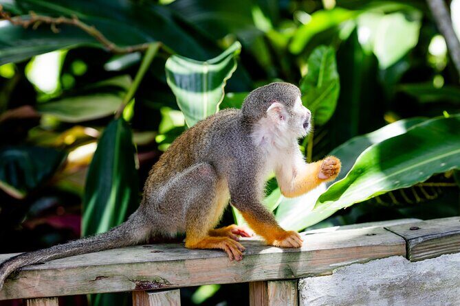 Punta Cana Zipline Jungle Adventure - What Reviewers Love