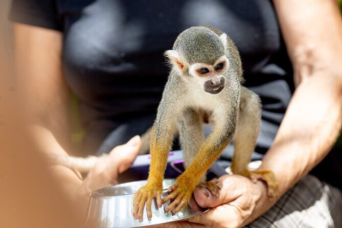 Punta Cana Zipline Jungle Adventure - Potential Drawbacks